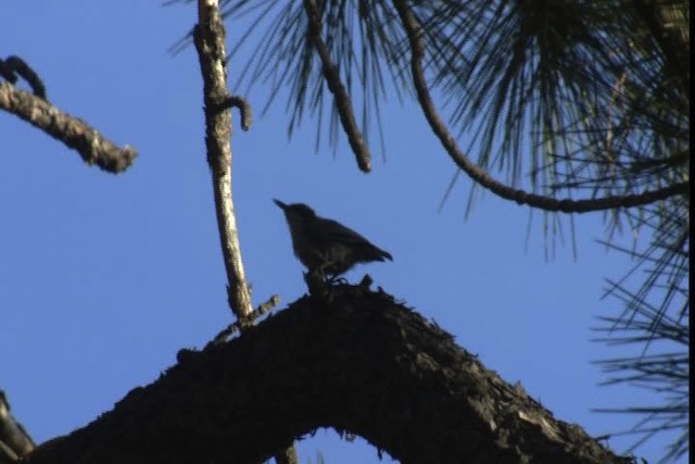 Pygmy Nuthatch - ML415918