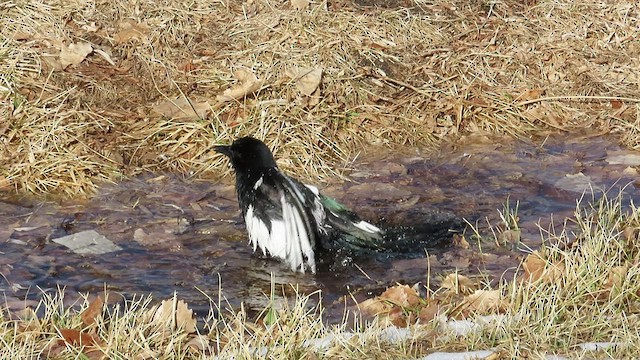 Black-billed Magpie - ML415918221