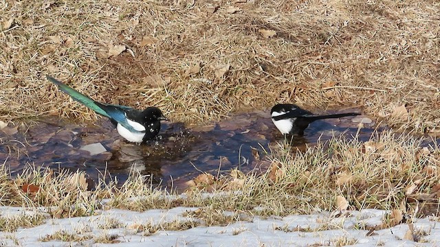 Black-billed Magpie - ML415919361