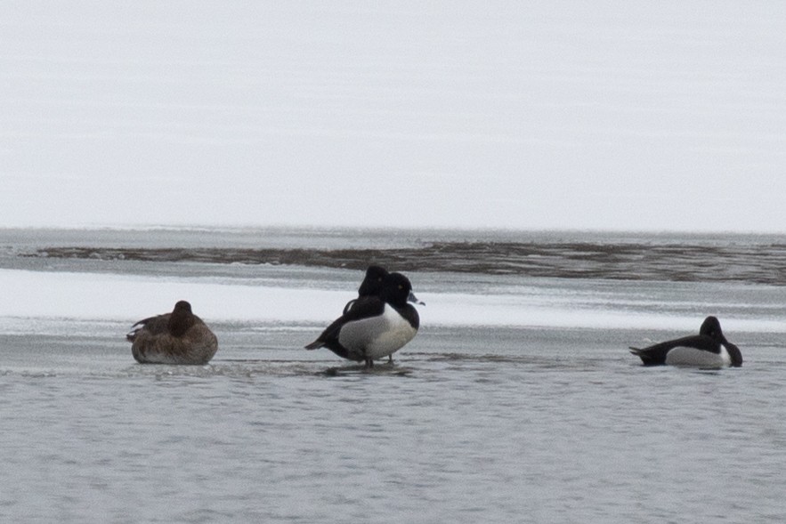 Ring-necked Duck - Chris Caprette