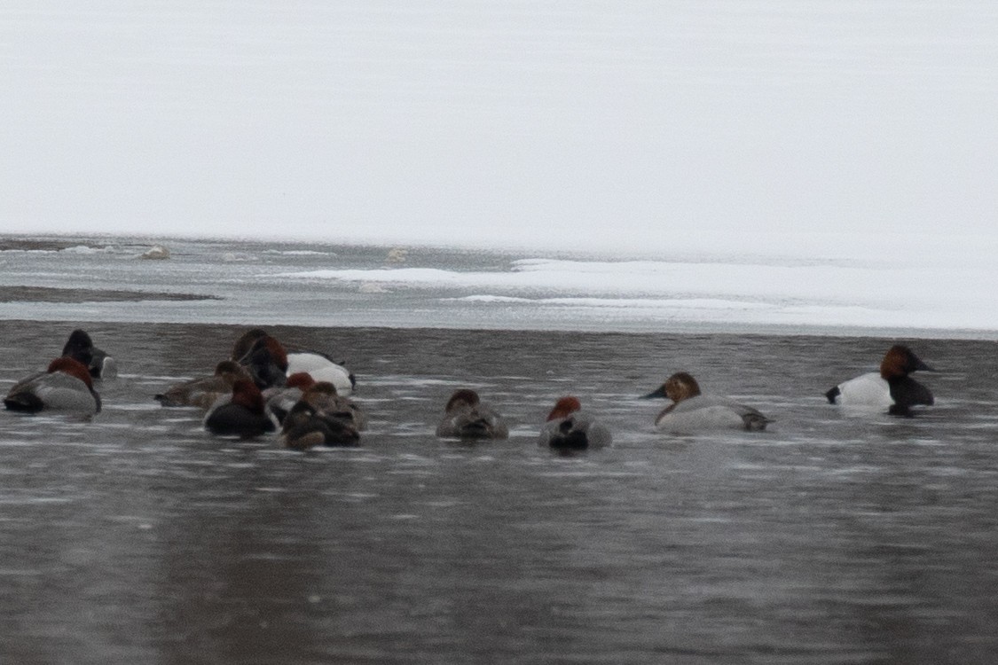 Canvasback - Chris Caprette