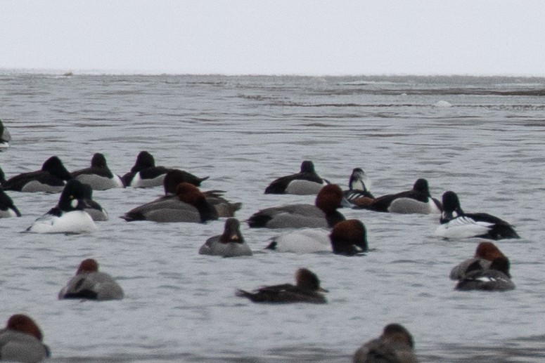 Common Goldeneye - Chris Caprette