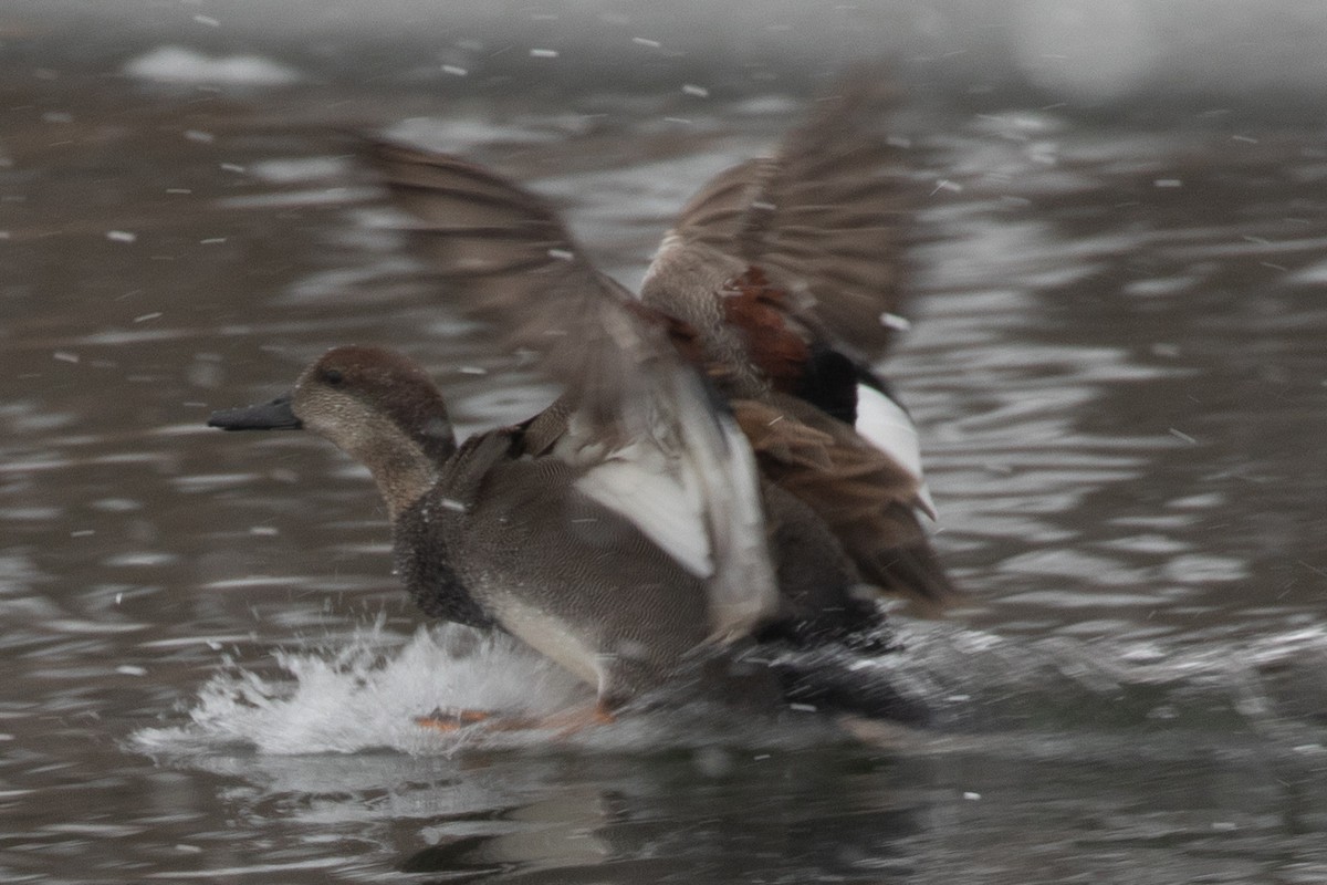 Gadwall - ML415925201