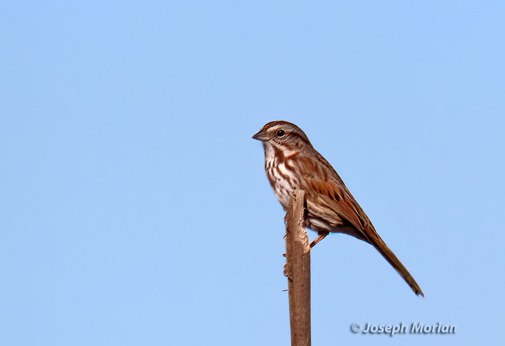 Song Sparrow - ML415925691