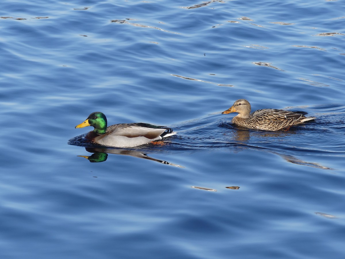 Mallard - ML415926381