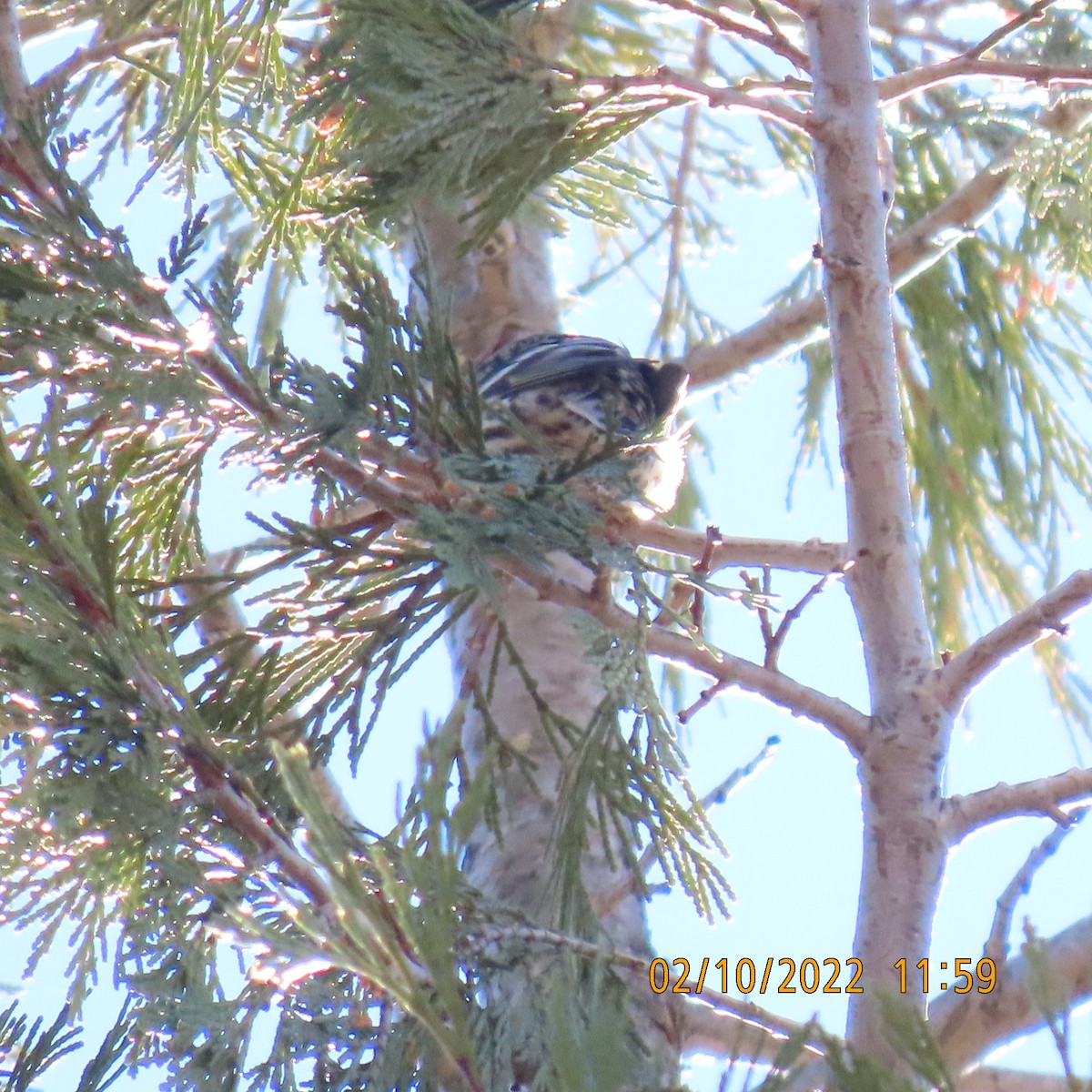 Northern Pygmy-Owl - Gretchen Framel