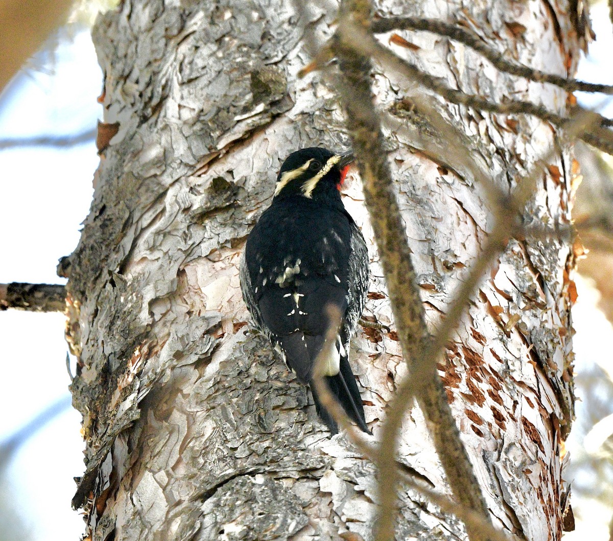 Williamson's Sapsucker - ML415928211