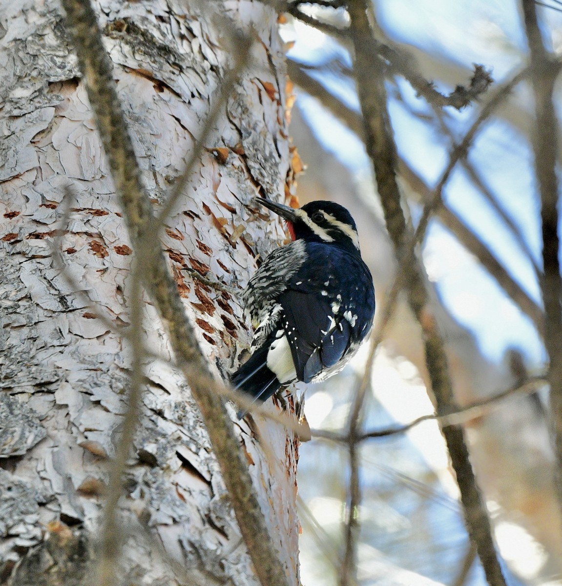 Williamson's Sapsucker - ML415928321