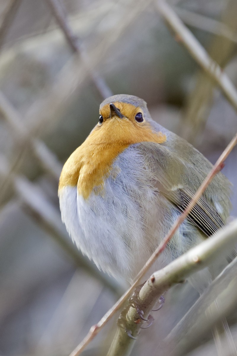 Rotkehlchen - ML415930091