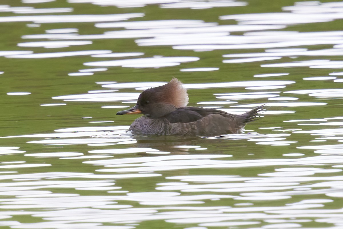 Hooded Merganser - ML415930921