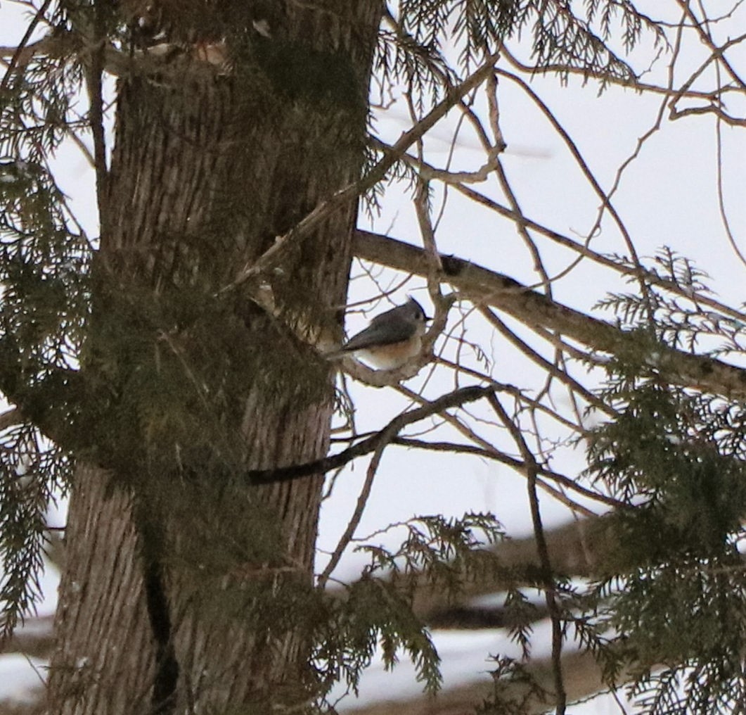 Tufted Titmouse - ML415931561