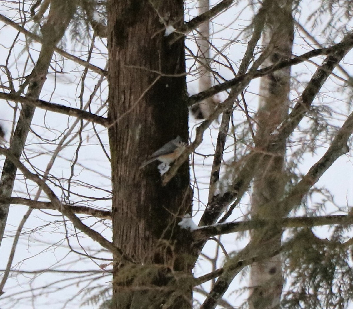 Tufted Titmouse - ML415931631