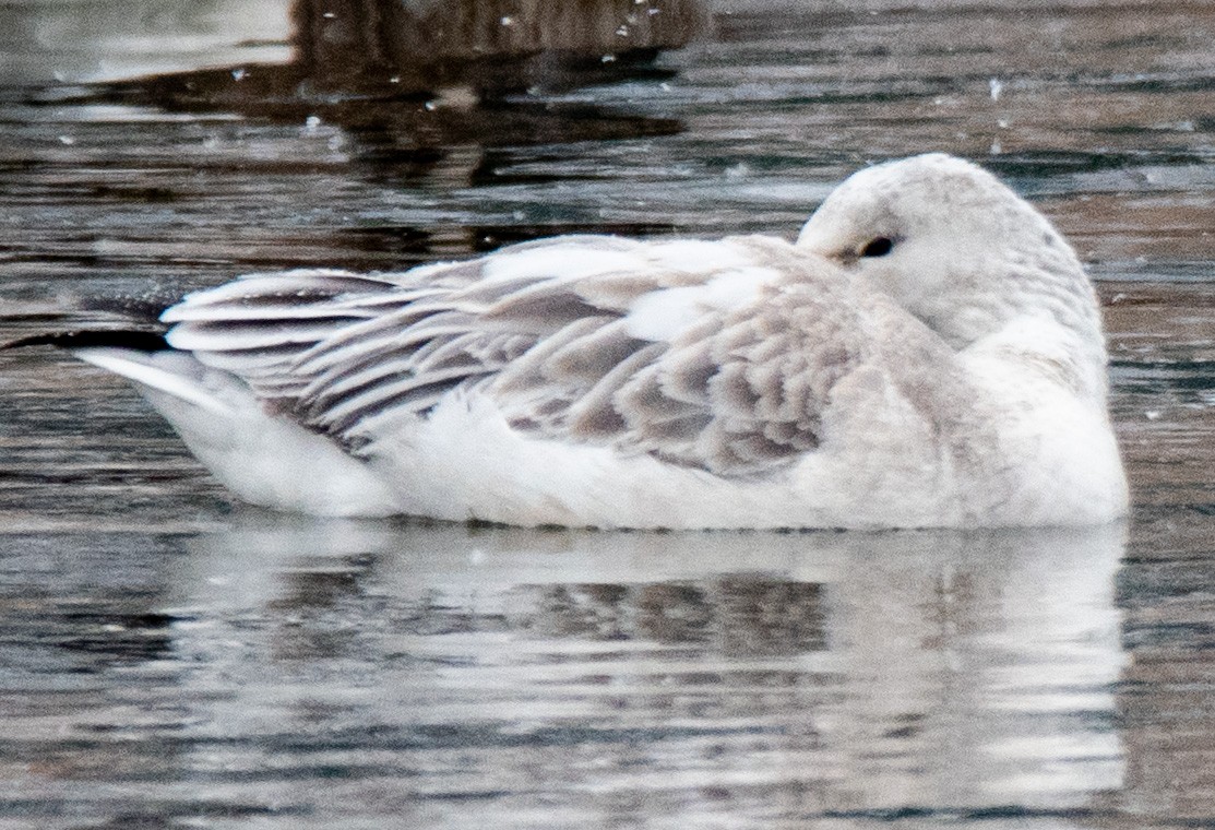 Snow Goose - ML415932191