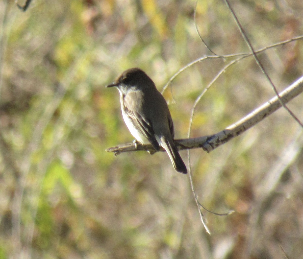 Eastern Phoebe - ML415932271