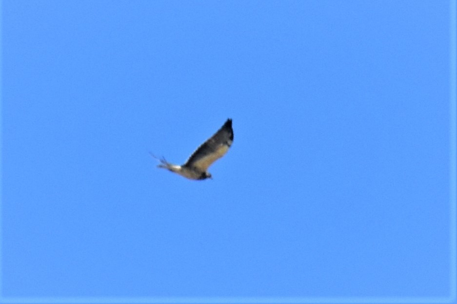 Swainson's Hawk - ML415935341