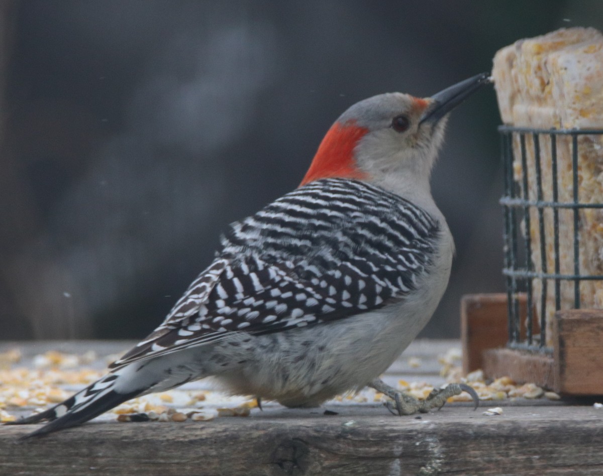 Red-bellied Woodpecker - ML415936161