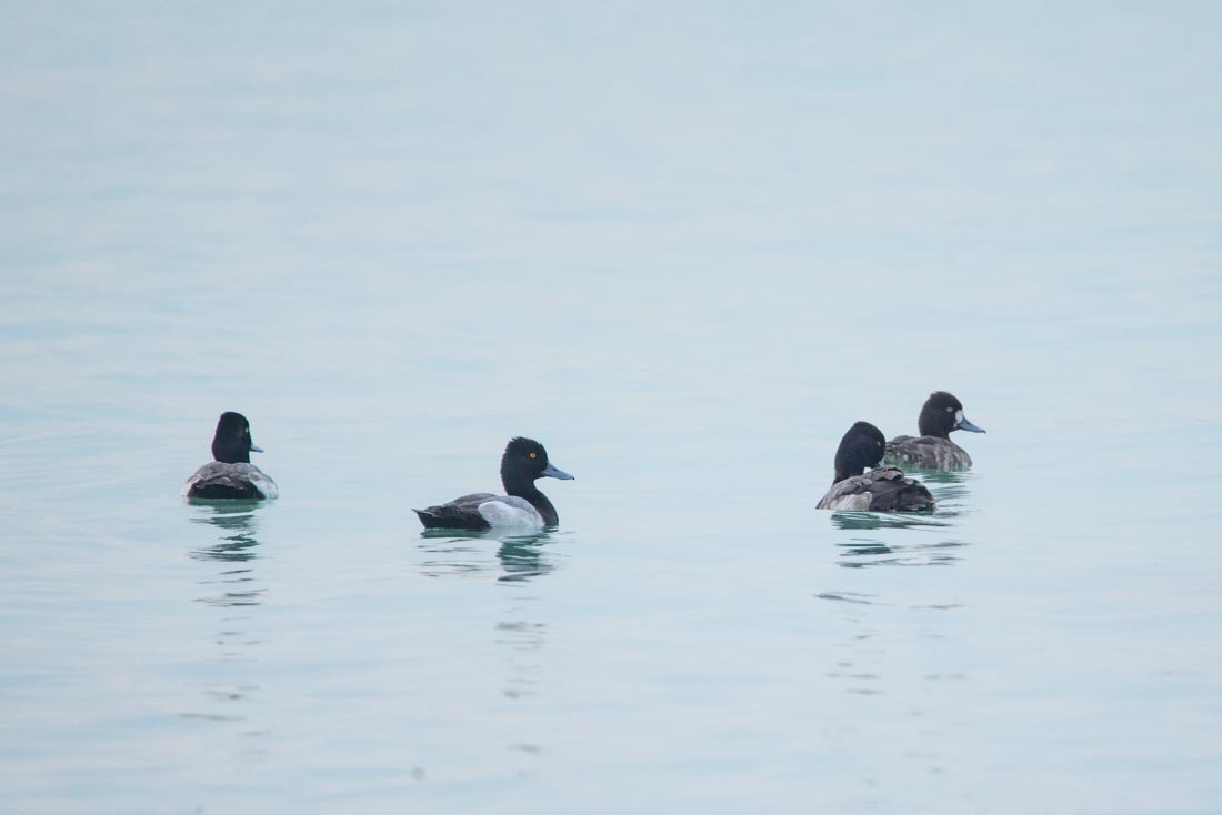 Lesser Scaup - ML415941231