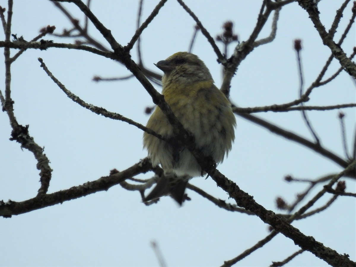 Red Crossbill (Northeastern or type 12) - ML415941641