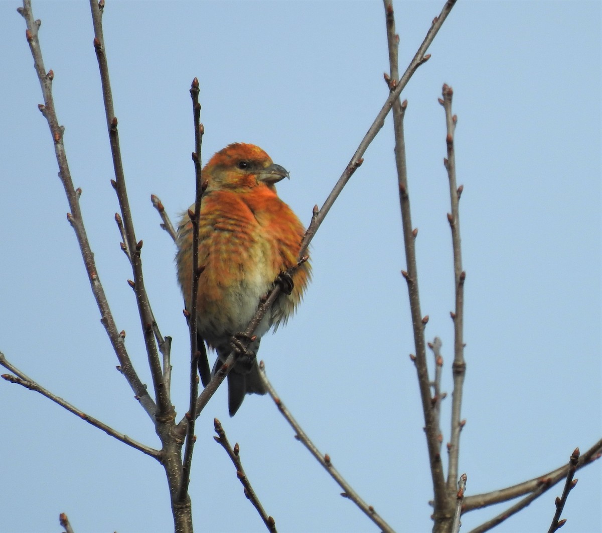 Red Crossbill (Northeastern or type 12) - ML415941651