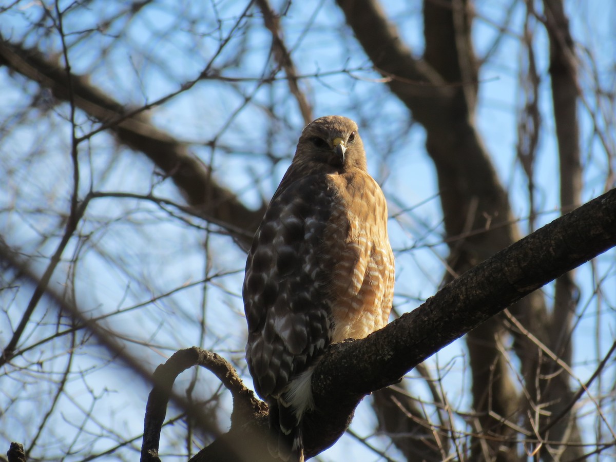 Red-shouldered Hawk - ML415941671