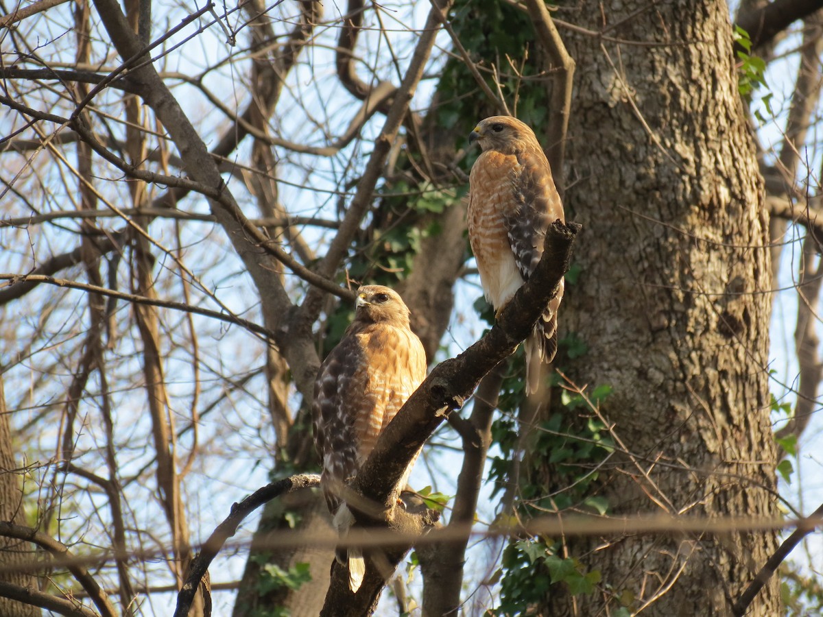 Red-shouldered Hawk - ML415941681