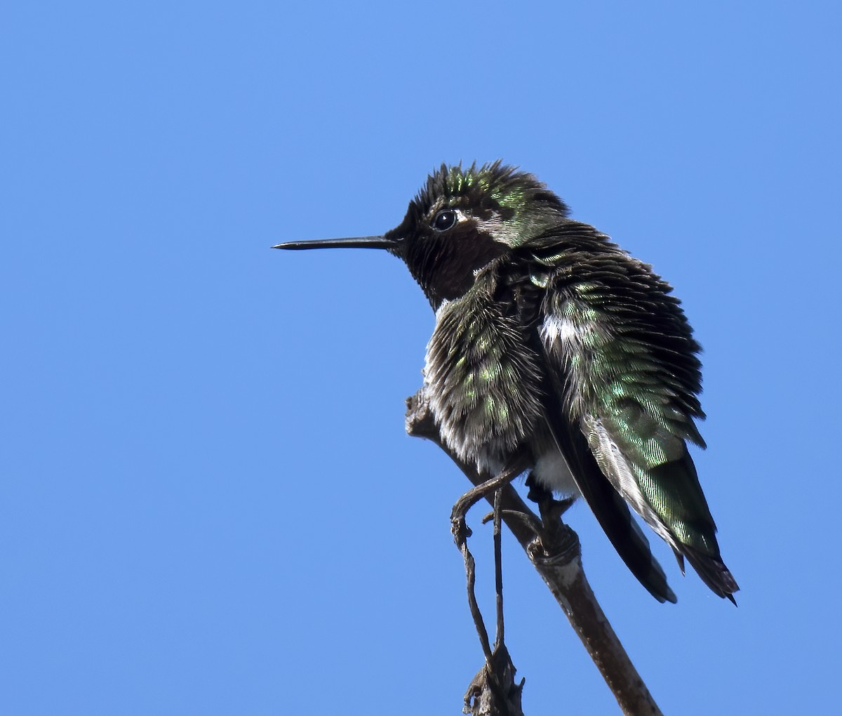 Anna's Hummingbird - Linda Gal