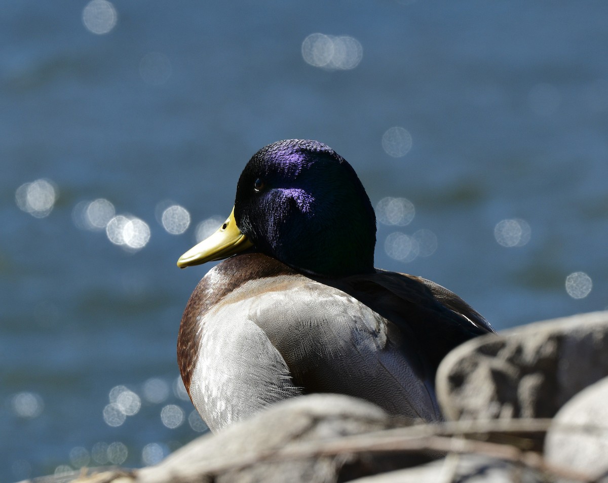 Mallard - ML415942751