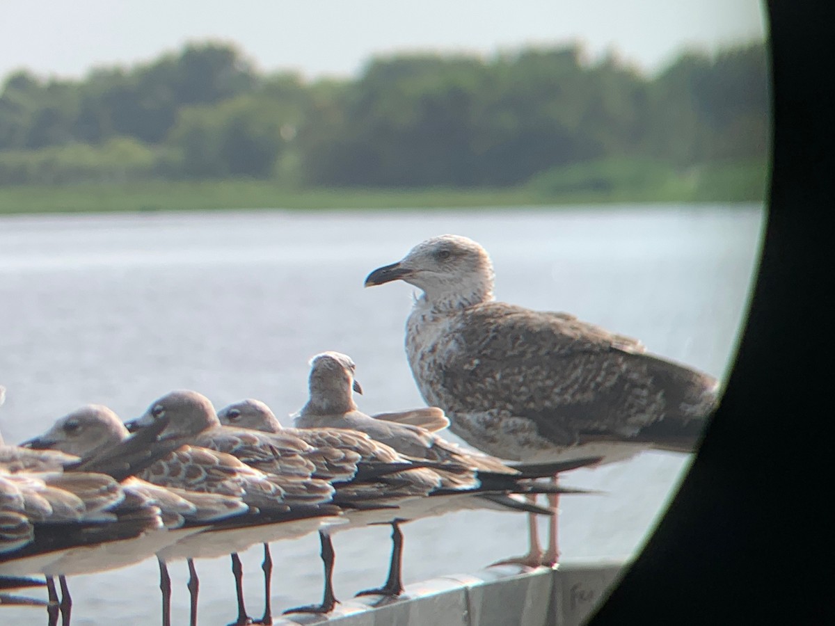 Lesser Black-backed Gull - Christa Evans