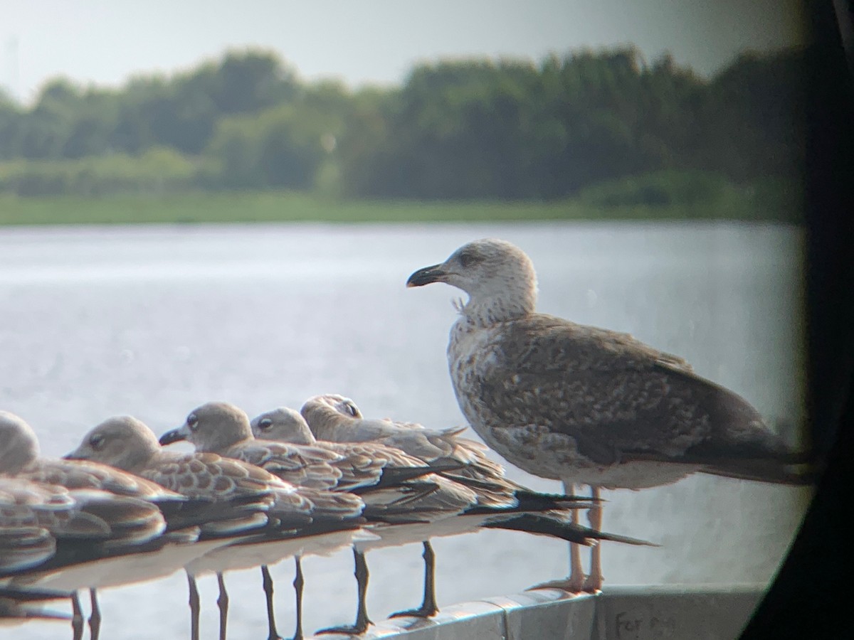 Lesser Black-backed Gull - ML415943701