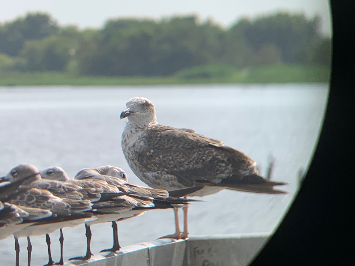 Lesser Black-backed Gull - ML415943711