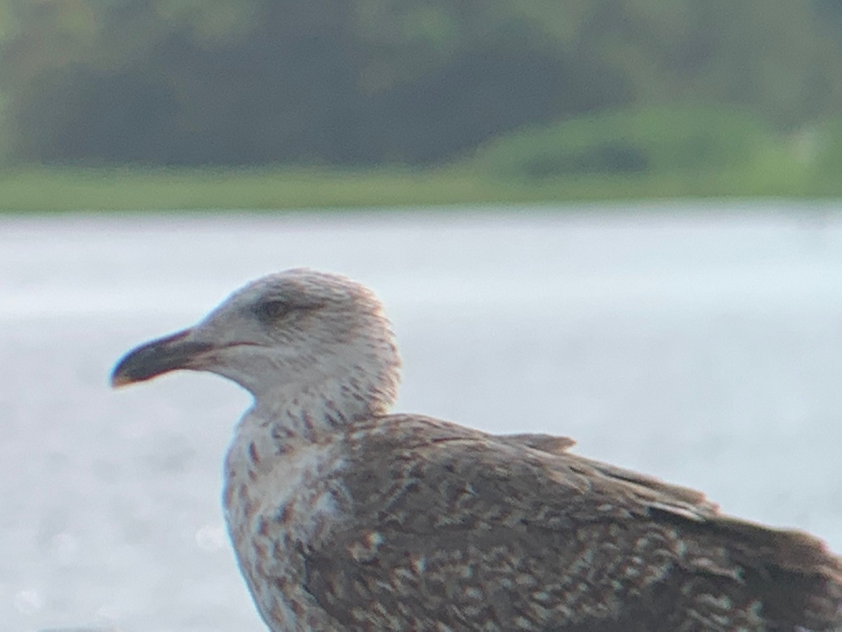 Lesser Black-backed Gull - ML415943731