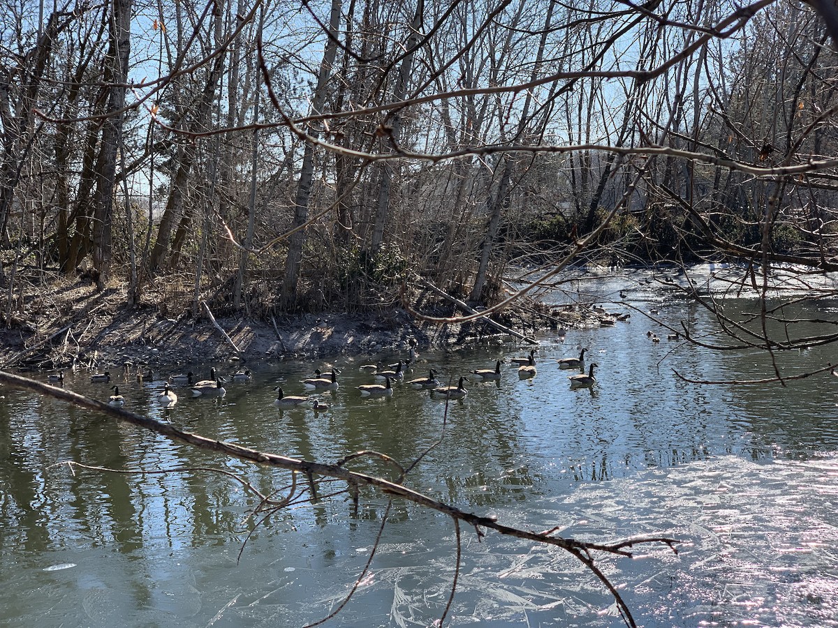 Canada Goose - Thor Black