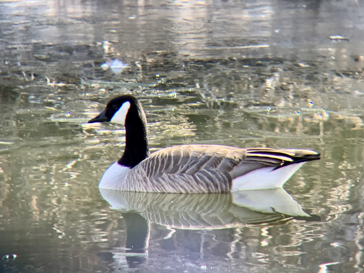 Canada Goose - Thor Black