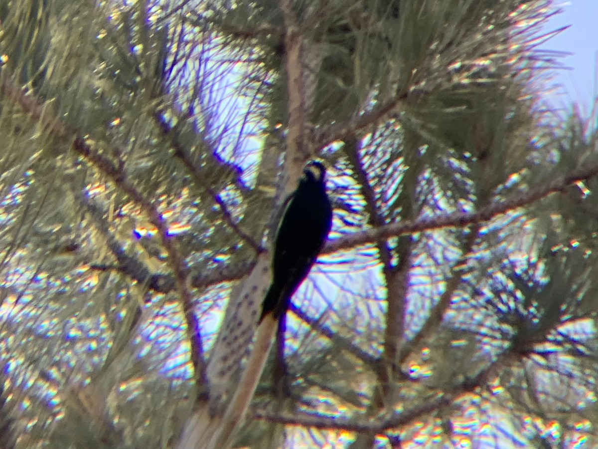 Williamson's Sapsucker - ML415943911