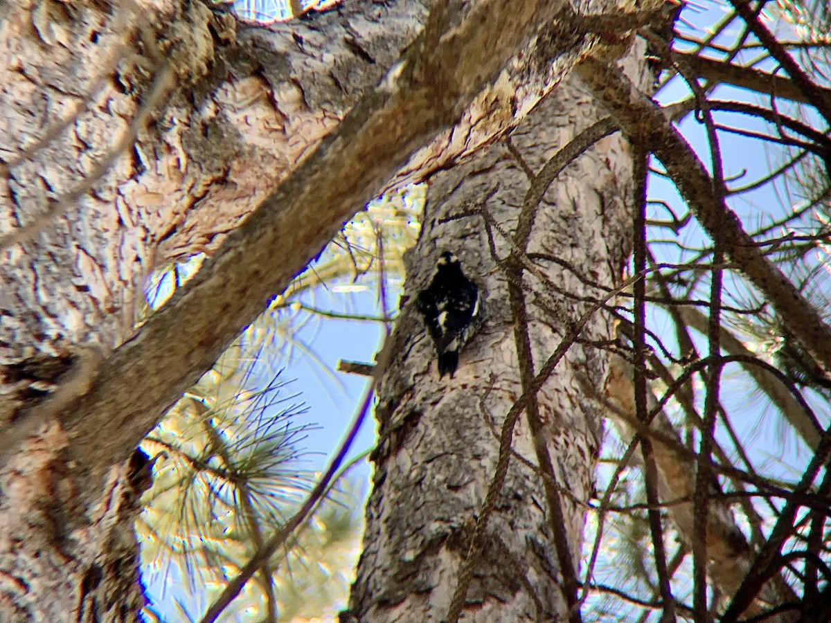 Williamson's Sapsucker - ML415943961