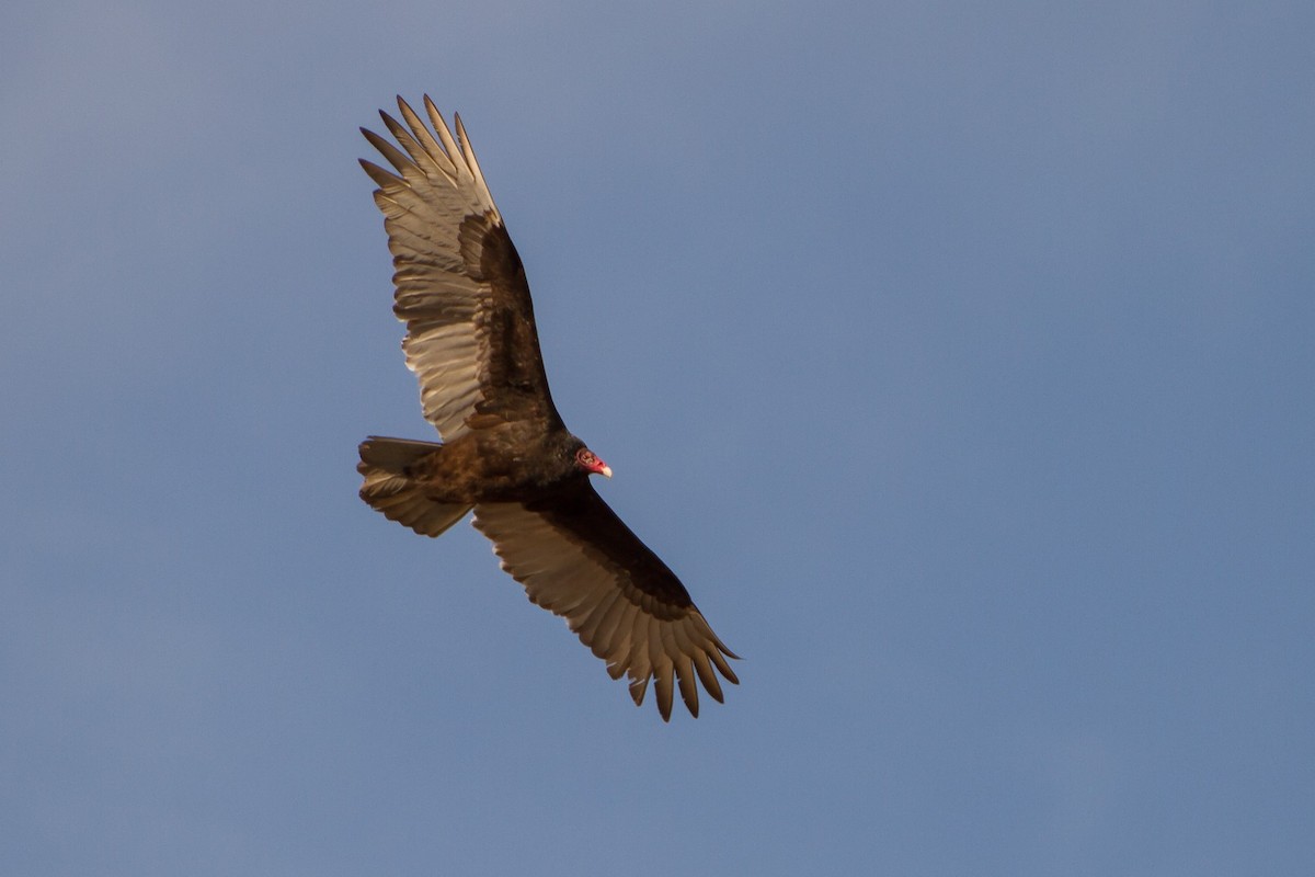 Turkey Vulture (Northern) - ML415945691
