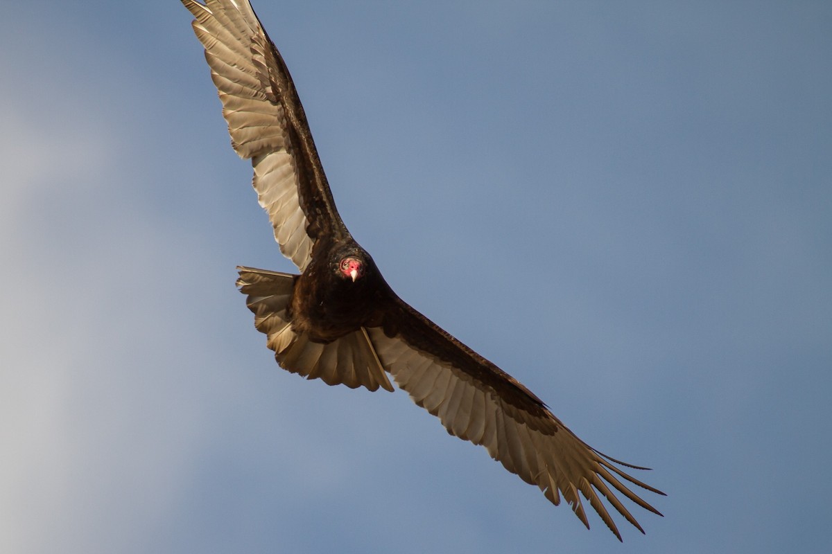 Turkey Vulture (Northern) - ML415945711