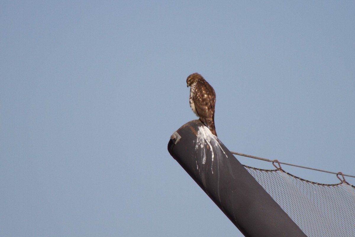 Red-shouldered Hawk (lineatus Group) - ML415945771