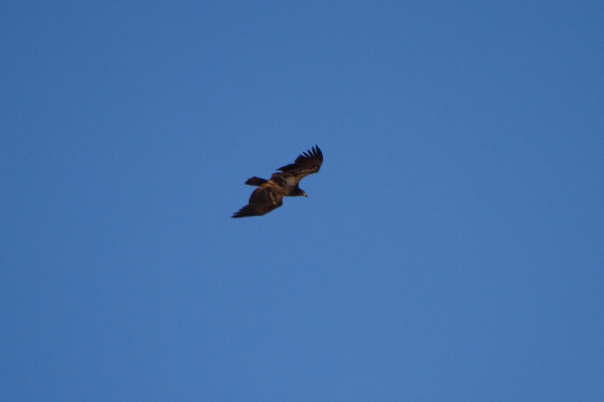 Bald Eagle - ML415946071