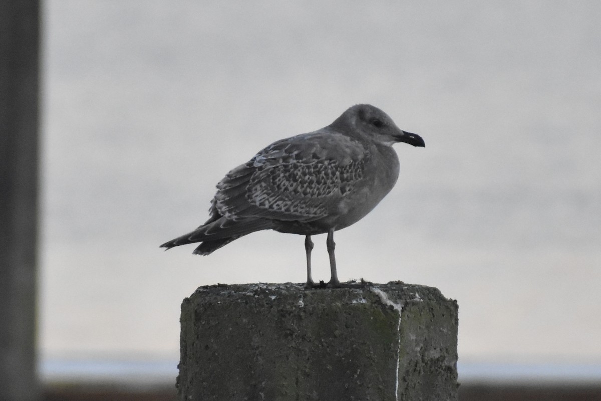 gull sp. - Nathan O'Reilly