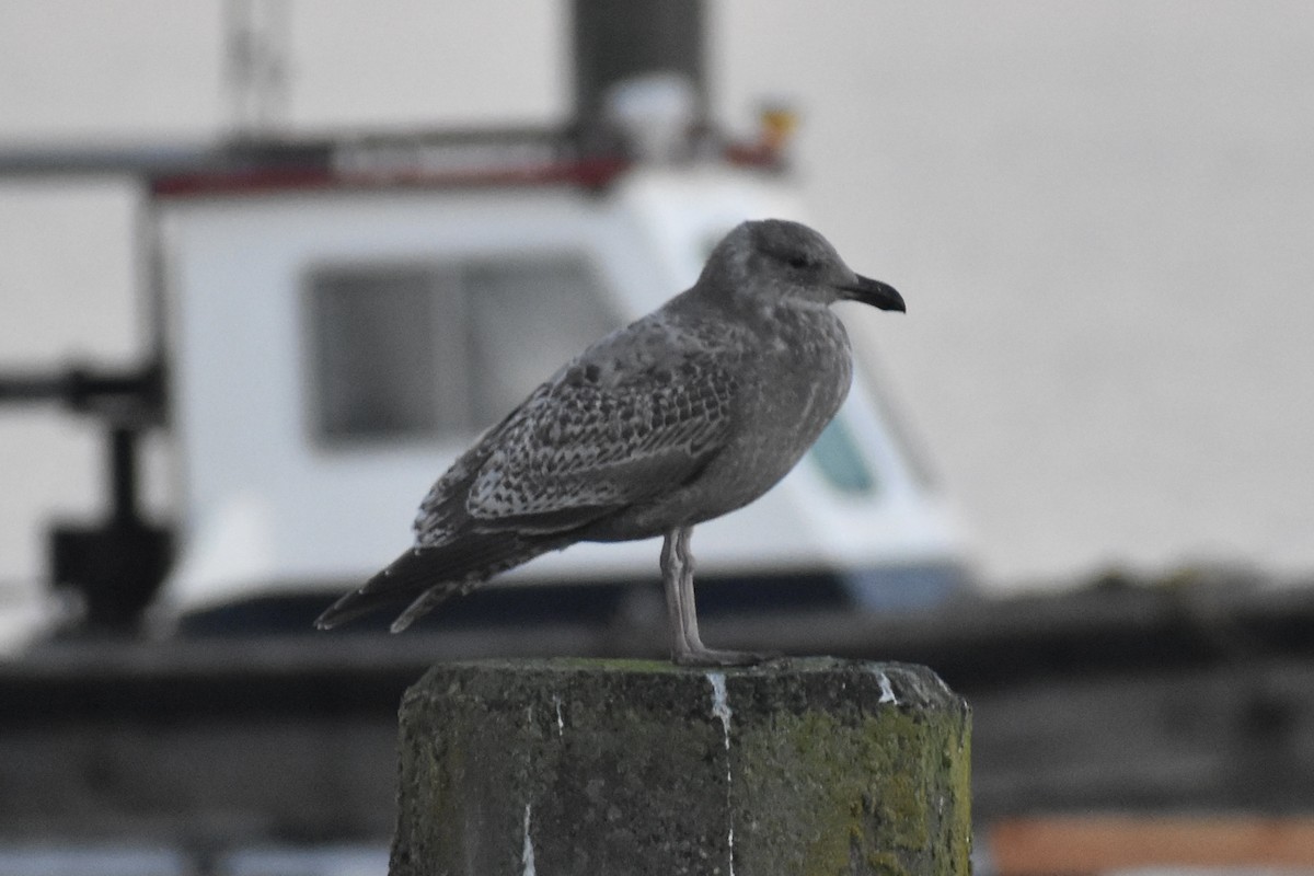 goéland ou mouette sp. - ML415947091