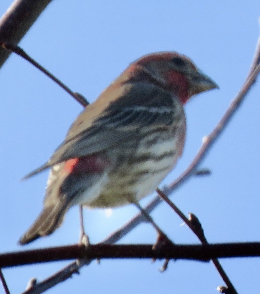 House Finch - ML415948251