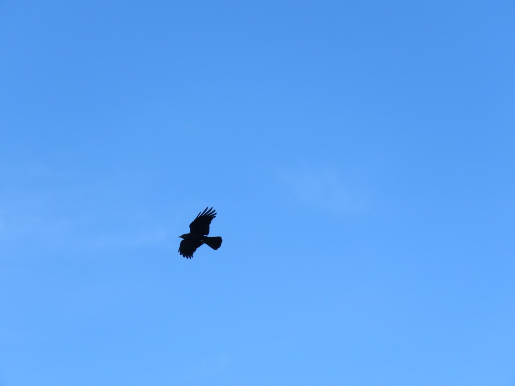 American Crow - ML415948291