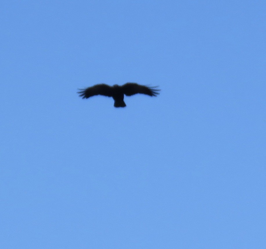 American Crow - ML415948301