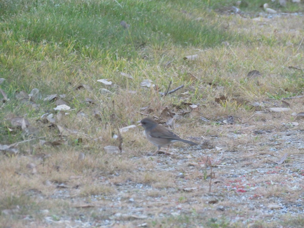 Dark-eyed Junco - ML415948401