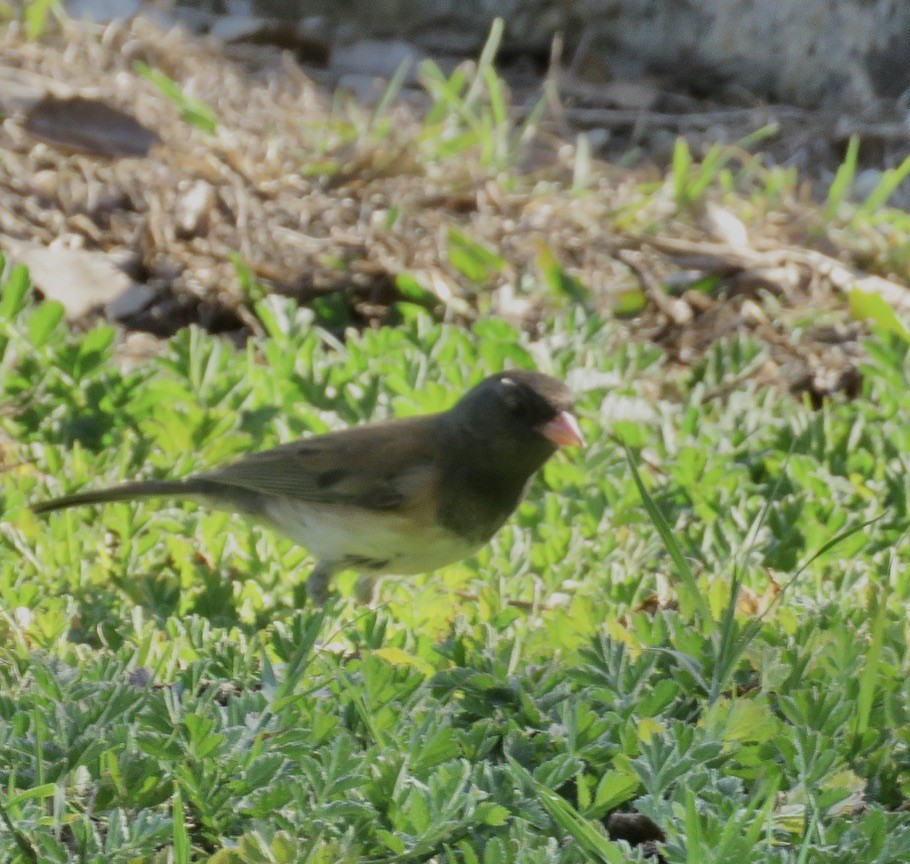Dark-eyed Junco - ML415948411