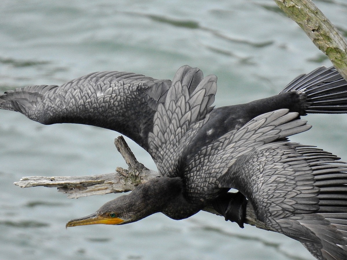 Neotropic Cormorant - Esteban Poveda