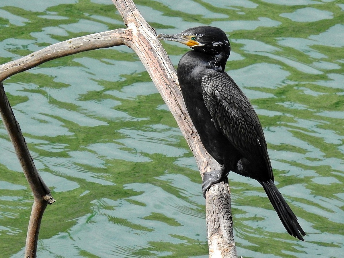 Neotropic Cormorant - ML415949331