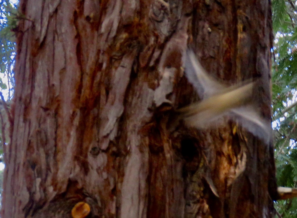 Brown Creeper - ML415949471