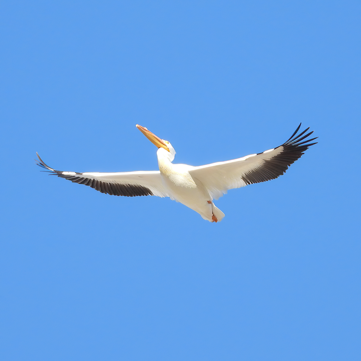 pelikán severoamerický - ML415949981